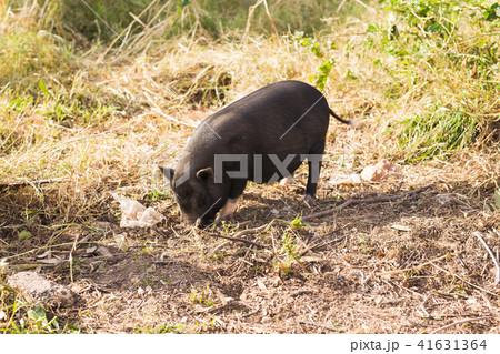 Wild black boar or pig close up. Wildlife in natural habitat Wild black boar or pig close up. Wildlife in natural habitat 41631364