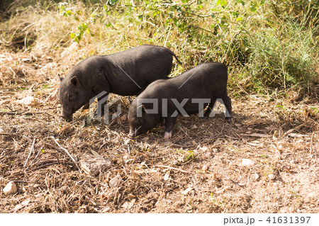 Wild black boar or pig close up. Wildlife in natural habitat 41631397