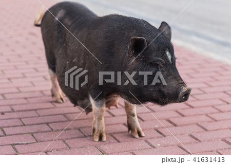 Wild black boar or pig close up. Wildlife in natural habitat 41631413