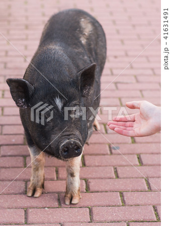 Wild black boar or pig walking on meadow. Wildlife in natural habitat Wild black boar or pig walking on meadow. Wildlife in natural habitat 41631491