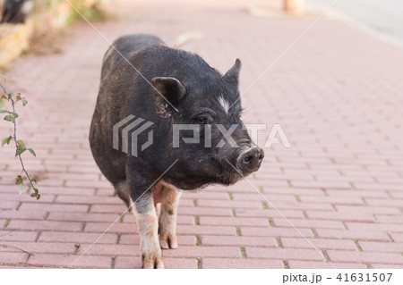 Wild black boar or pig. Wildlife in natural habitat 41631507