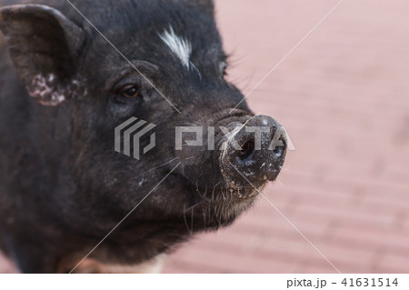 Wild black boar or pig walking on meadow. Wildlife in natural habitat Wild black boar or pig walking on meadow. Wildlife in natural habitat 41631514