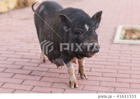 Wild black boar or pig. Wildlife in natural habitat 41631555