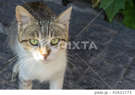 Cat muzzle close-up Cat muzzle close-up 41631773