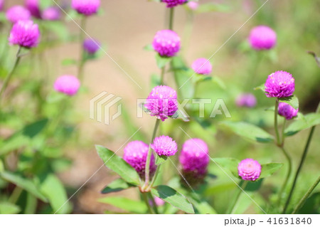 センニチコウの花 41631840