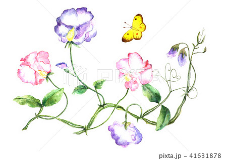 春の花を描く パンジー の水彩画のイラスト素材