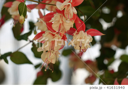 フクシア 41631940