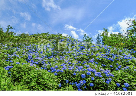 青い紫陽花の丘の写真素材