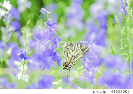 紫の花とアゲハチョウ 41632005
