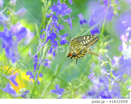 花園とアゲハチョウ 花園とアゲハチョウ 41632009