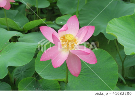 はすの花 はすの花 41632200