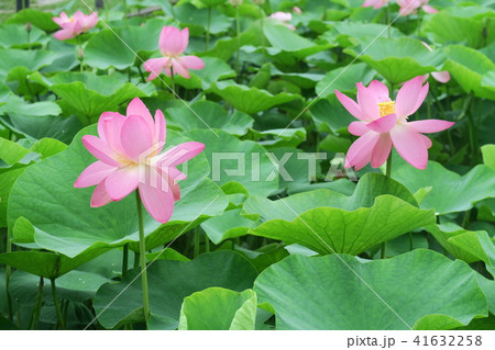 はすの花 41632258