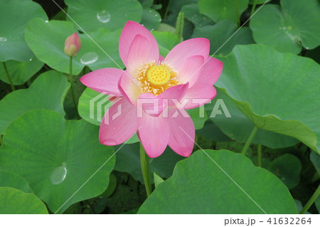 はすの花 41632264