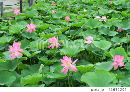 はすの花 はすの花 41632295
