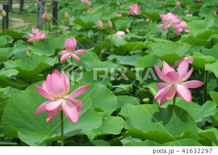 はすの花 はすの花 41632297