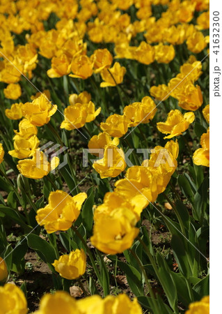 チューリップ畑 ( tulip / lale ) 41632300