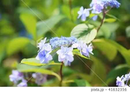 水色ガクアジサイの花の写真素材