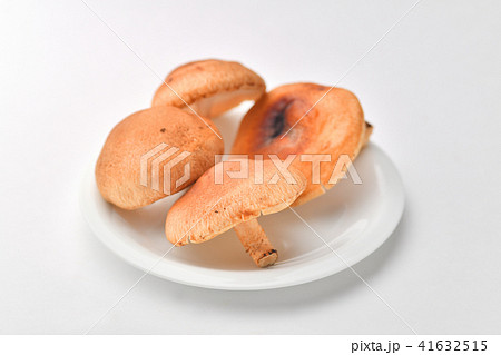 生椎茸 生椎茸 41632515