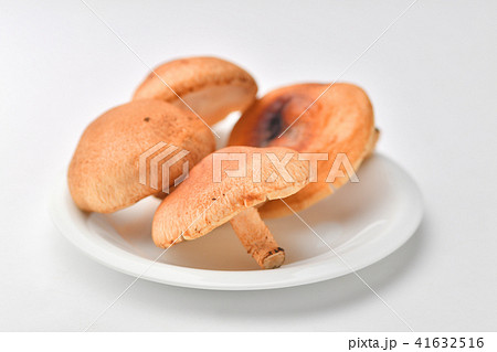 生椎茸　 41632516