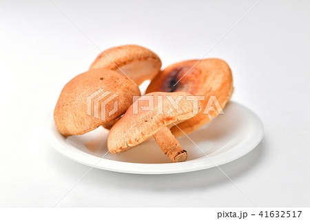 生椎茸 生椎茸 41632517