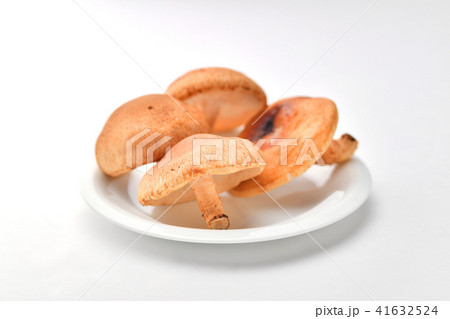 生椎茸　 41632524