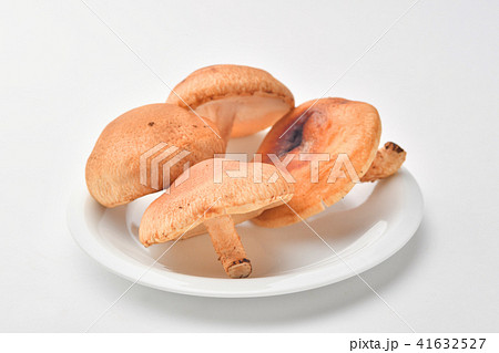 生椎茸 生椎茸 41632527