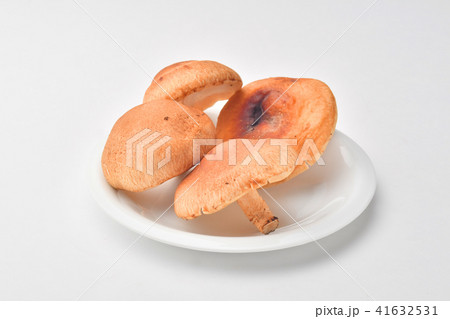 生椎茸　 41632531