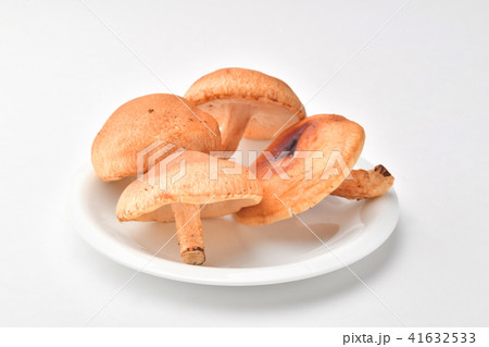 生椎茸　 41632533