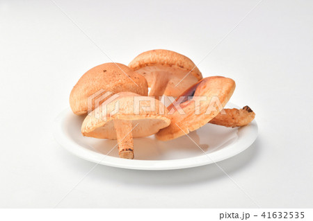 生椎茸 生椎茸 41632535
