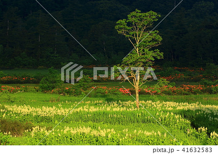 八幡平 初夏の大沼 八幡平 初夏の大沼 41632583