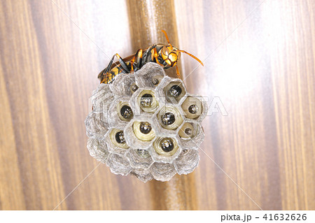 セグロアシナガバチの営巣 41632626