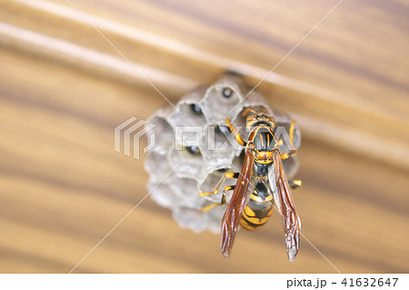 セグロアシナガバチの営巣 41632647