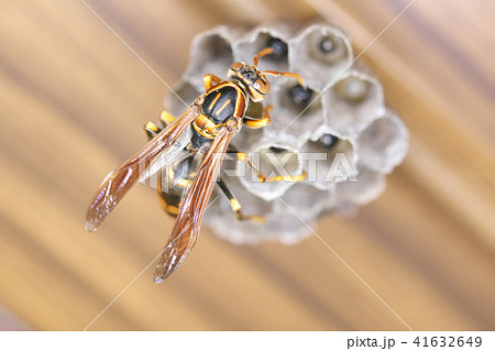 セグロアシナガバチの営巣 セグロアシナガバチの営巣 41632649