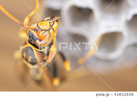 セグロアシナガバチの営巣 セグロアシナガバチの営巣 41632656