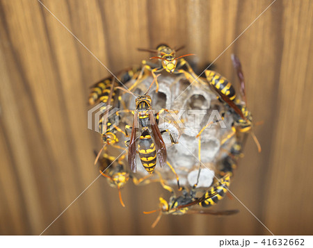 セグロアシナガバチの営巣 41632662