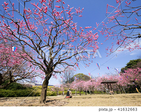 小牧山　梅園 41632663