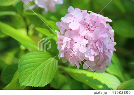 ピンクヒメアジサイの花の写真素材