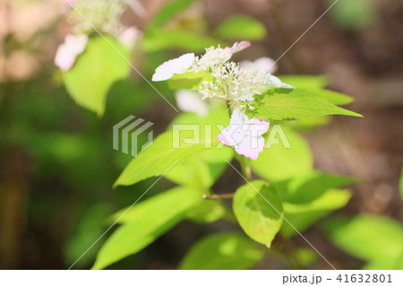 ベニガクアジサイの花 41632801