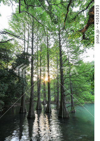 新緑のラクウショウ 41632953