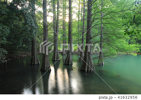 新緑のラクウショウ 41632956