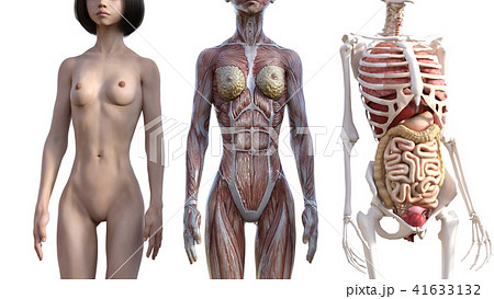 女体解剖写真 女性 解剖 筋肉 ３DCG イラスト素材のイラスト素材 [30947259 ...