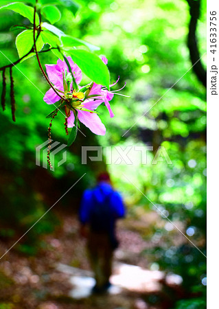 大阪市立大学理学部附属植物園の山道と花の写真素材