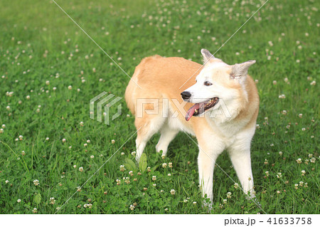 草原の上に佇む犬 草原の上に佇む犬 41633758