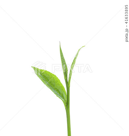 green tea leaf isolated on white background 41633895