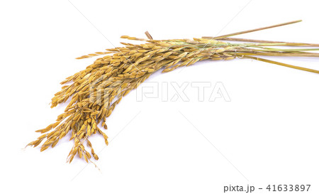 ear of paddy, ears of Thai jasmine rice isolated ear of paddy, ears of Thai jasmine rice isolated 41633897