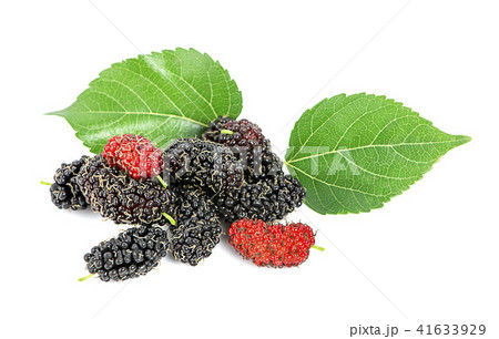 Mulberry with leaves isolated on white background 41633929