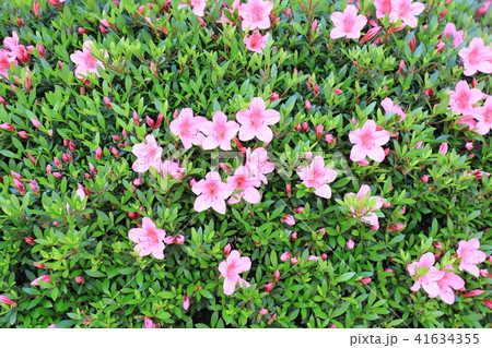 ツツジ 41634355