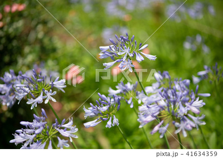 紫色のアガパンサスの花のアップ 紫色のアガパンサスの花のアップ 41634359