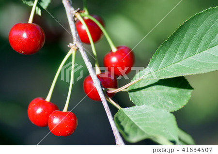 Cherry tree in the sunny garden. Cherry tree in the sunny garden. 41634507