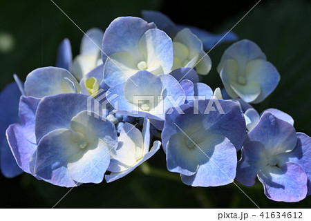 アジサイ アジサイ 41634612